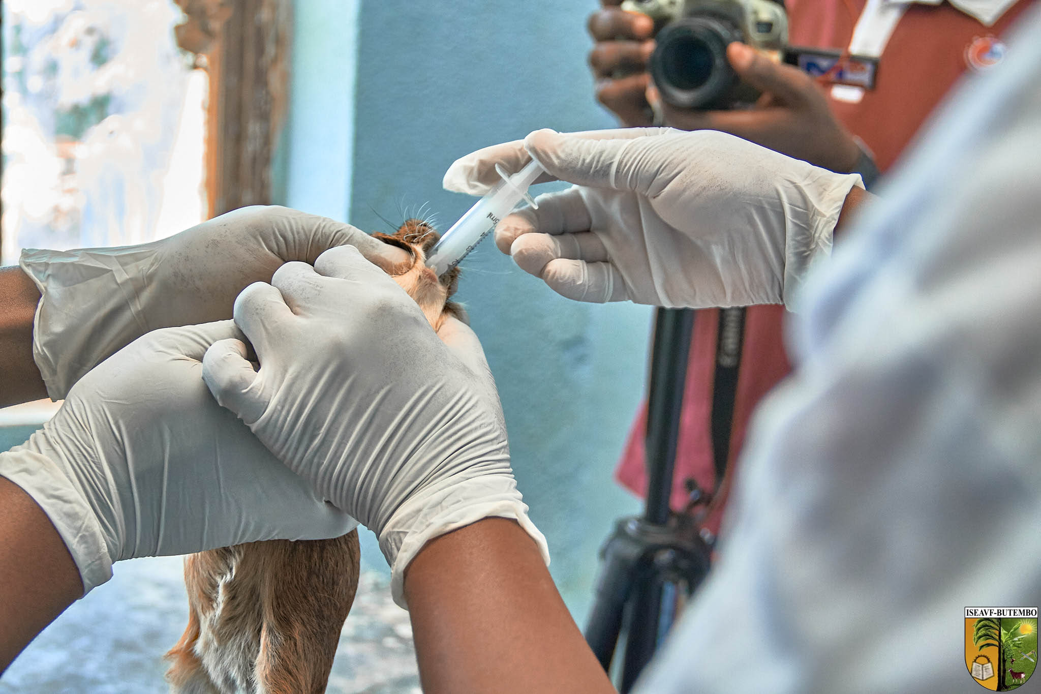 Butembo : des étudiants vétérinaires en séance pratique sur la toxicologie et l’autopsie animale