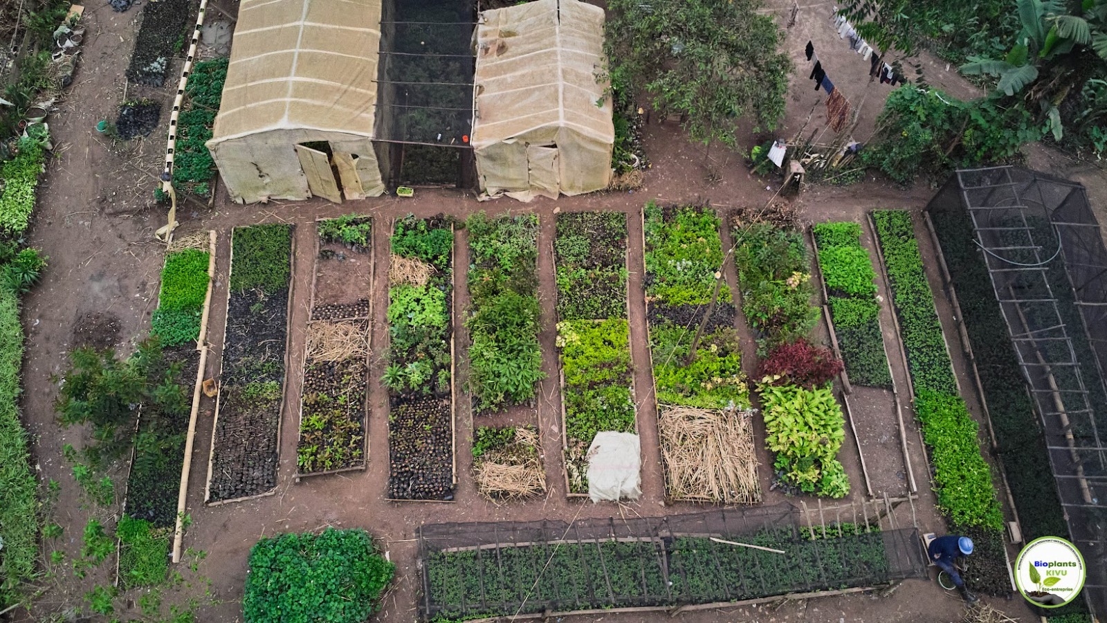 BioPlants Kivu : Plus de 100 000 plantules et un modèle d’entrepreneuriat jeune à Butembo